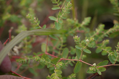 Euphorbia pycnostegia